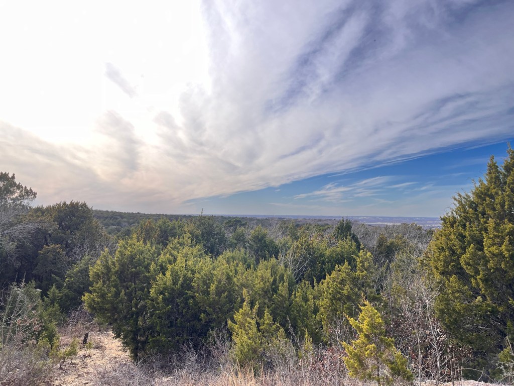 picture of a forest area with green evergreen trees and blue sky with clouds